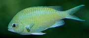 Chromis caerulea Grønn krom