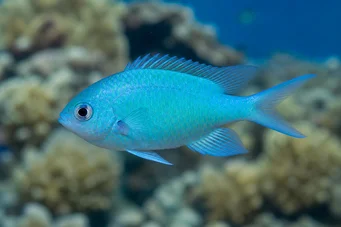 Chromis caerulea (Grønn krom)