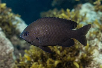 Chromis chromis (Castagnole)