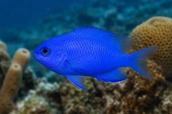 Chromis cyanea (Blå ung dame)