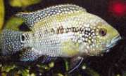Cichlasoma sajica Sajica