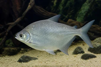 Citharinus citharus (Høy rygg dritt)