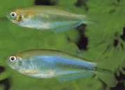 Coelurichthys microlepis Tetra Crer med små skalaer, Barberos