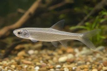 Coelurichthys microlepis (Tetra Crer med små skalaer, Barberos)