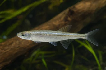 Coelurichthys tenuis (Tetra holdt, Tetra-Barberos)