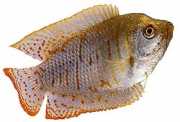 Colisa lalia Dverg Gourami