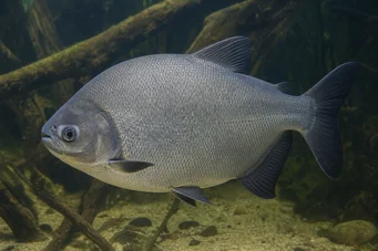 Colossoma bidens (Pacu)