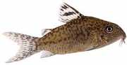 Corydoras elegans Bevæpnede Corydoras