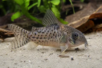 Corydoras latus (Corydoras med refleksjon)