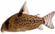 Corydoras leucomelas Corydoras leucomelas