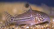 Corydoras trilineatus Tre -band Corydoras