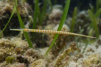 Corythoichthys flavofasciastus (Gul båndfisk)