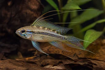 Crenicara filamentosa (Rutenett cichlid)