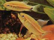 Crenuchus spilurus Crenuchus med en caudal flekk, tetra-flier
