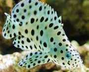 Cromileptes altivelis Mérou à hauter voiles