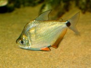 Ctenobrycon spilurus hauxwellianus Characin med høy rygg