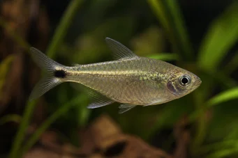 Ctenobrycon spilurus hauxwellianus (Characin med høy rygg)