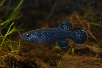 Cynolebias nigripinnis (Argentinsk perle med svarte finner)