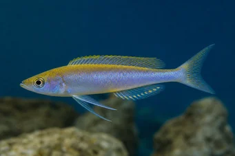 Cyprichromis leptosoma (Cyprichromis leptosom)