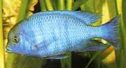 Cyrtocara moorii Haplo Blue