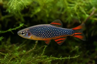 Danio margaritatus