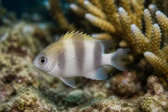 Dascyllus carneus Dascyllus Carneus