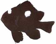 Dascyllus trimaculatus Tre flekker