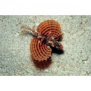 Dendrochirus brachypteru... Dverg