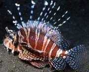 Dendrochirus zebra Dvergscore