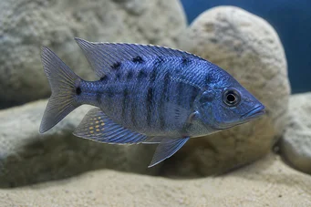 Dimichromis compressiceps