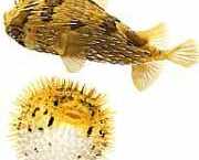 Diodon holocanthus Tornete blåser