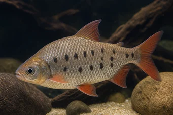 Distichodus decemmaculatus Dverg Distichodus
