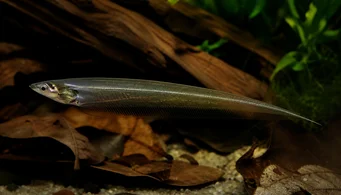 Eigenmannia virescens Glasskniver fisk