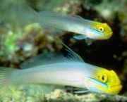 Eleotrides strigatus Silkeaktig gobia blå ki...