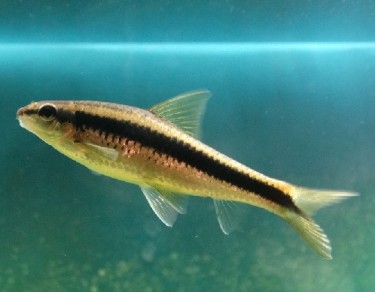 Epalzeorhynchus siamensi... Siamesisk rattrevne, tan...