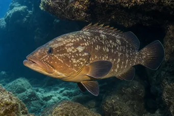 Epinephelus marginatus Grouper