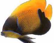 Euxiphipops navarchus Japansk begivenhet