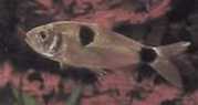 Exodon paradoxus Tetra-tiger med to flekker