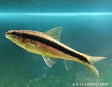 Garra cambodgiesis Pièrres slikk