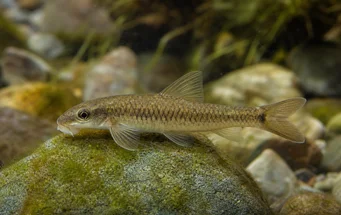 Garra cambodgiesis