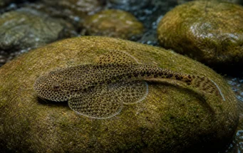 Gastromyzon punctulatus (Punktert Loche)