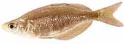 Glossolepis incisus Ny Guinea regnbuefisk