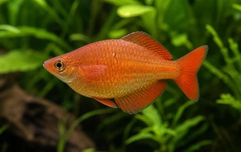 Glossolepis incisus Ny Guinea regnbuefisk