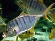 Gnathanodon speciosus Betjent