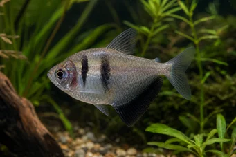 Gymnocorymbus ternetzi (Sort enke)