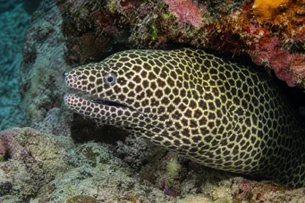Gymnothorax favagineus Leopardvegg