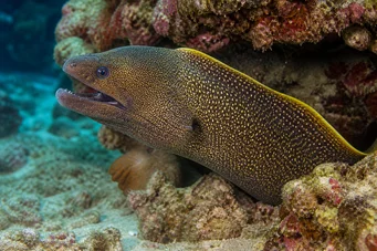 Gymnothorax flavimarginatus Gul kantvegg