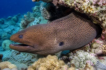 Gymnothorax javanicus Gigantvegg