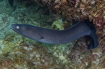 Gymnothorax monochrous Grå vegg