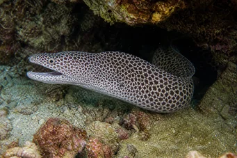 Gymnothorax rueppelliae Gul hodegavle